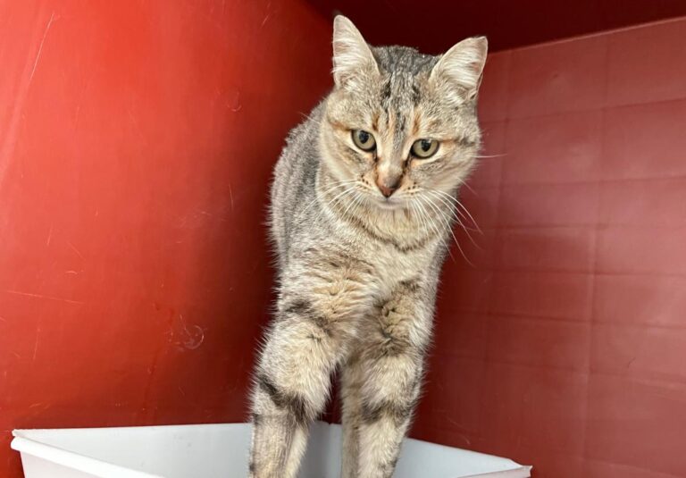 multimedia-foto77100-231-1