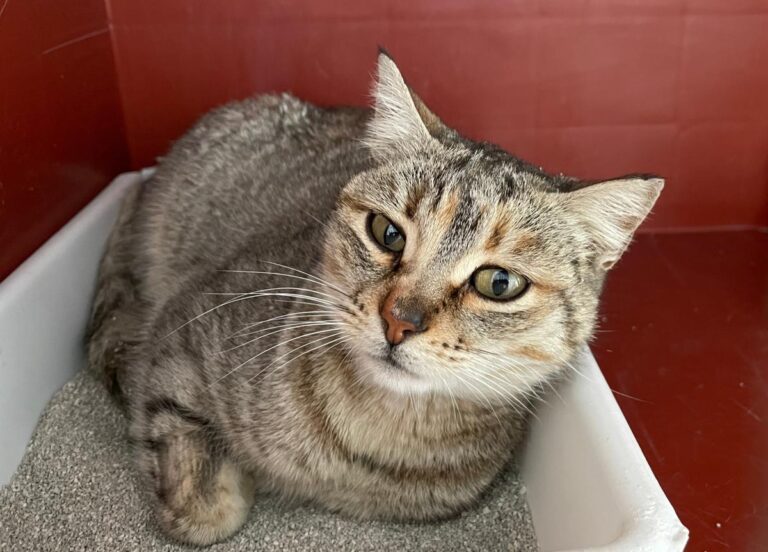 multimedia-foto77101-231-1