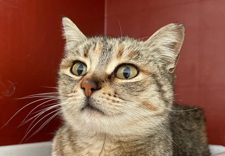 multimedia-foto77102-231-1