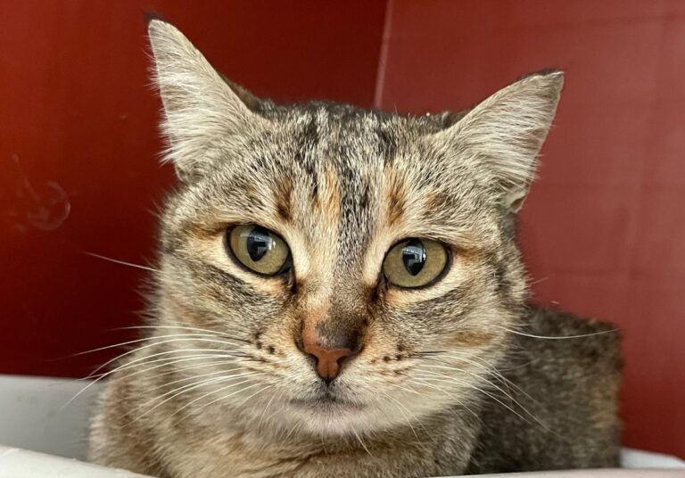 multimedia-foto77103-231-1