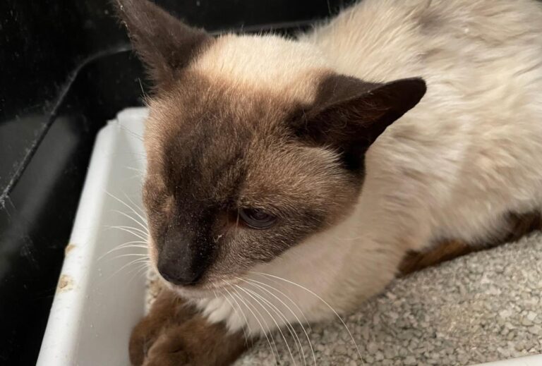 multimedia-foto77119-242-1