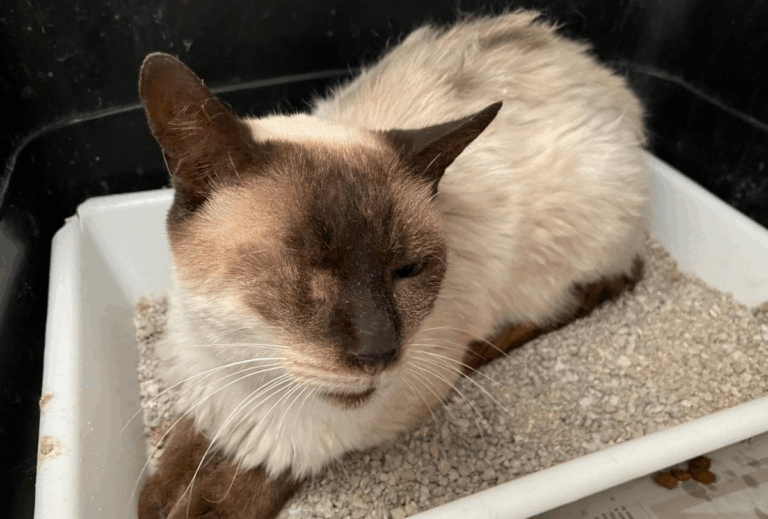 multimedia-foto77120-242-1