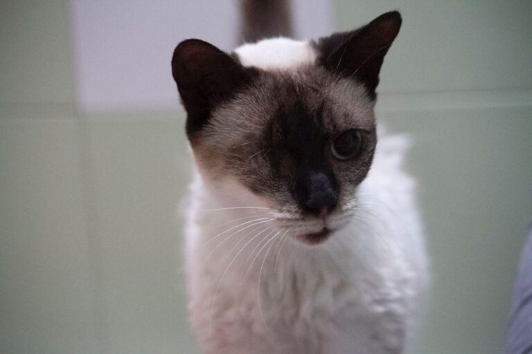 multimedia-foto77122-243-1