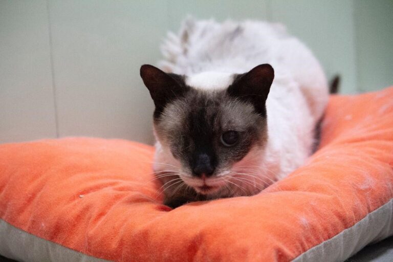 multimedia-foto77123-243-1