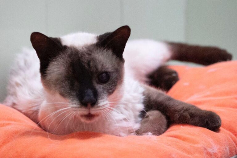 multimedia-foto77124-243-1