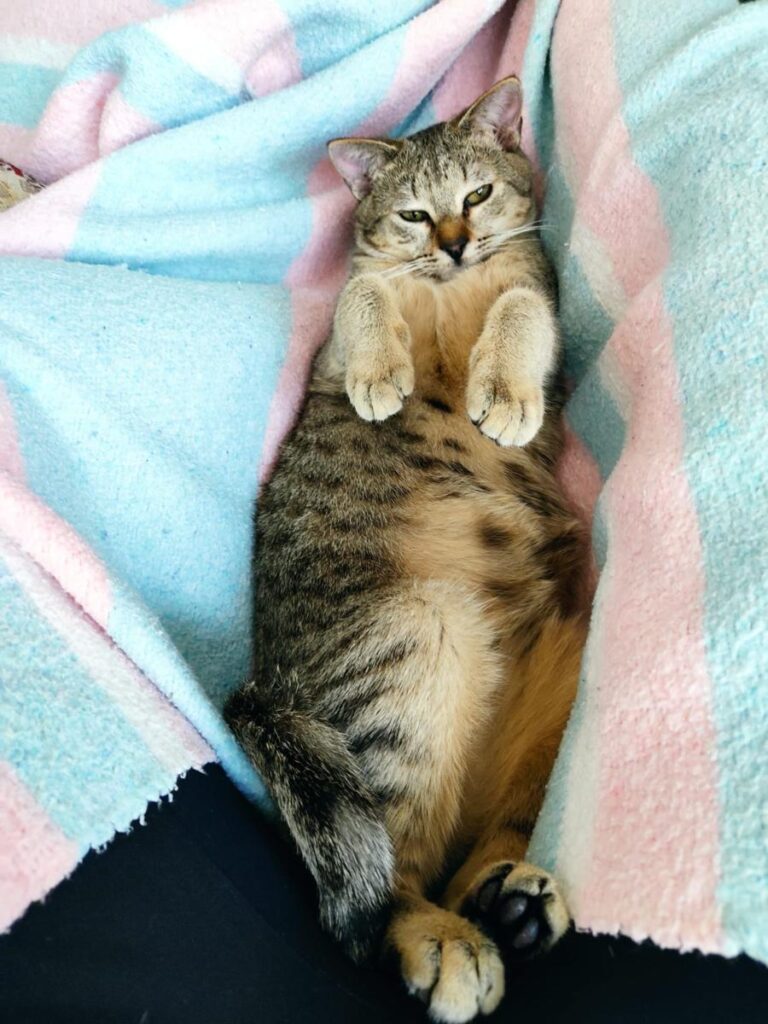 multimedia-foto77134-936-1