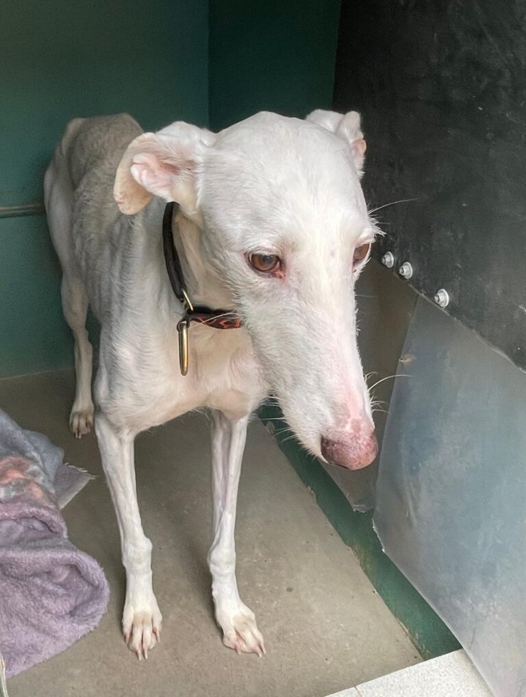 multimedia-foto77137-508-1