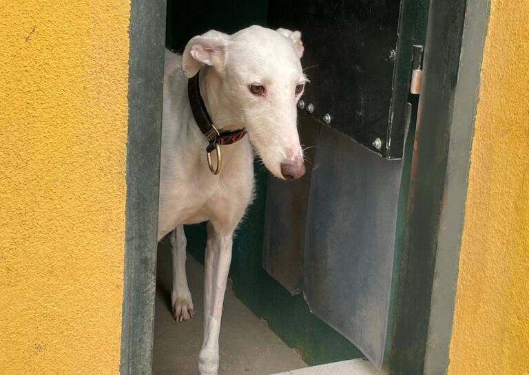 multimedia-foto77138-509-1