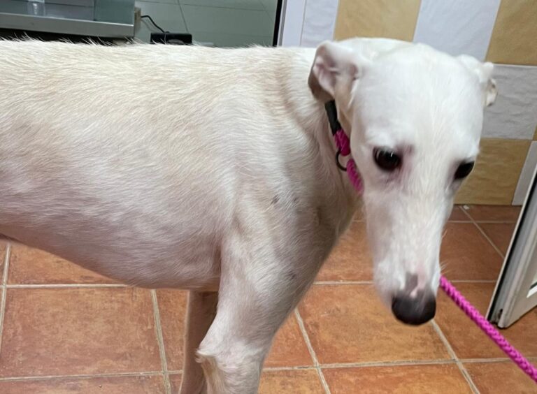 multimedia-foto77139-509-1