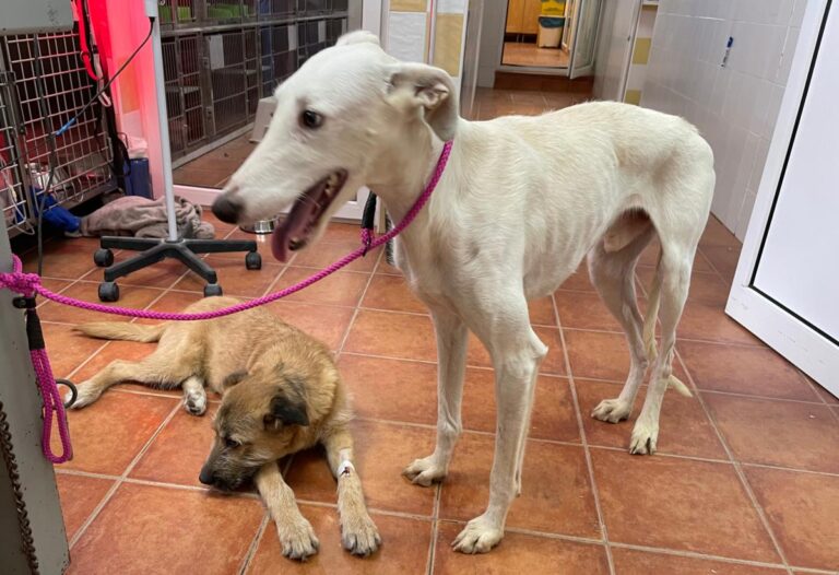 multimedia-foto77141-509-1