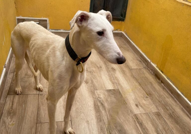 multimedia-foto77142-509-1