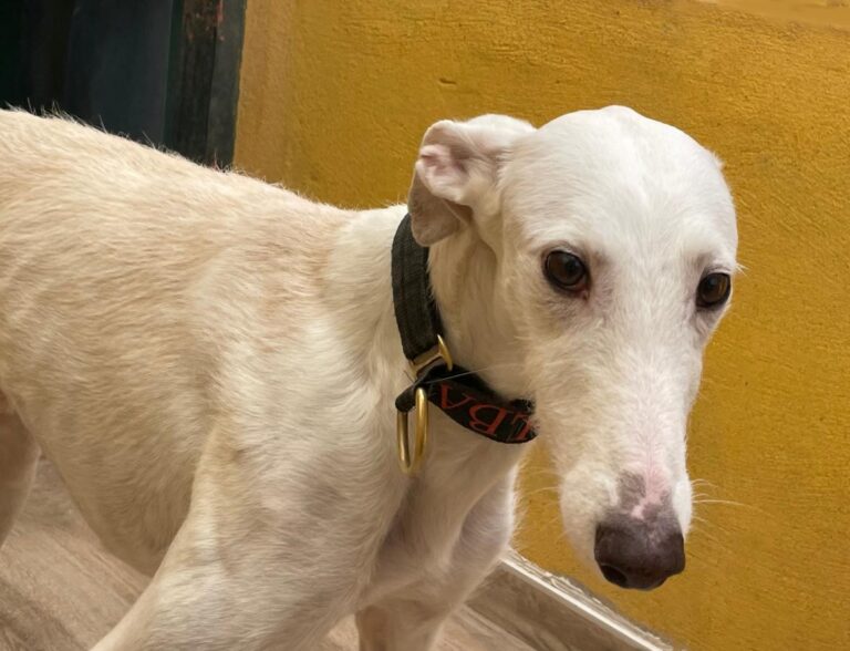 multimedia-foto77143-509-1