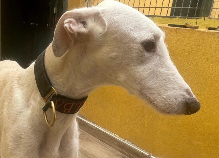 multimedia-foto77144-510-1