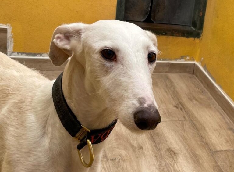 multimedia-foto77145-510-1