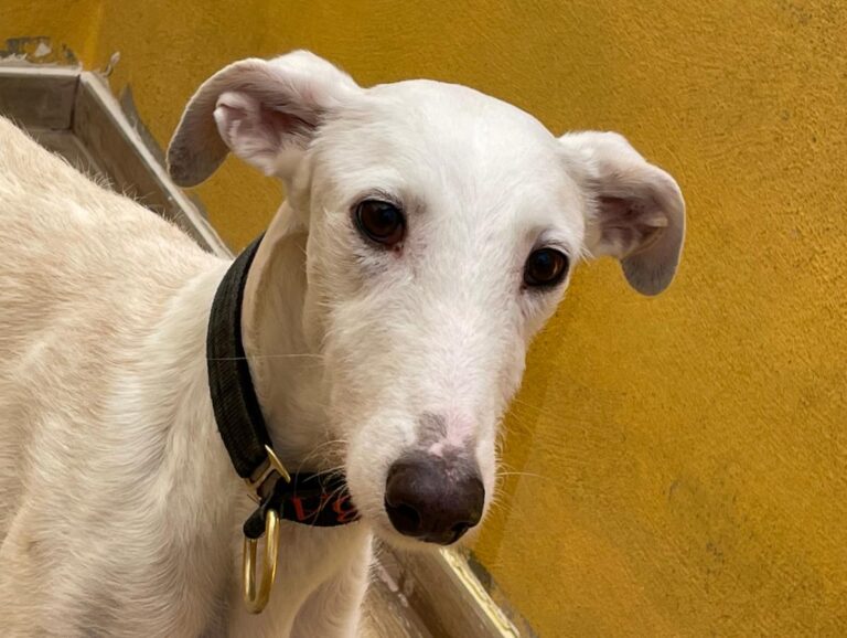 multimedia-foto77146-510-1