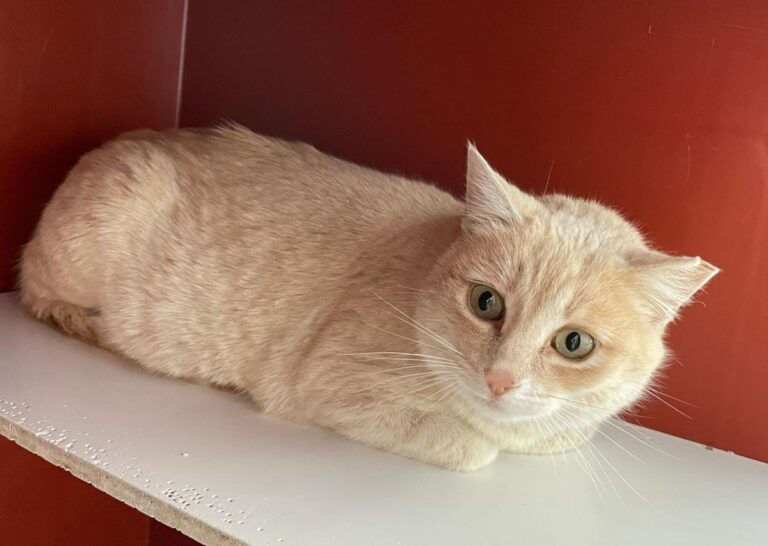 multimedia-foto77165-425-1