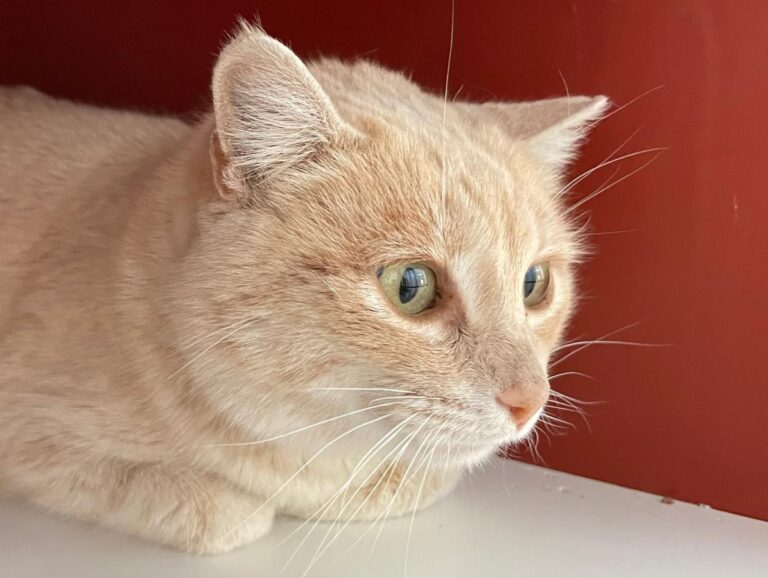 multimedia-foto77166-425-1