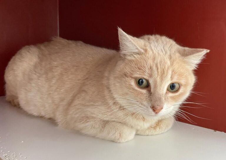 multimedia-foto77167-425-1