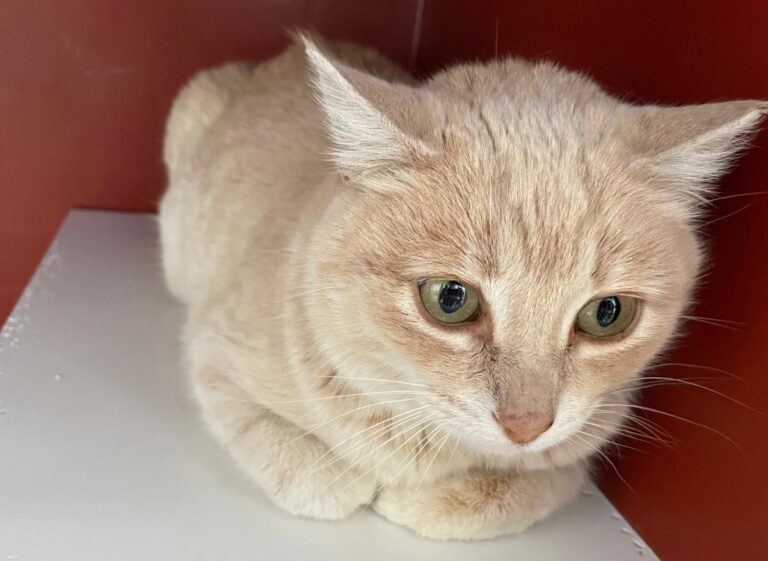 multimedia-foto77168-425-1