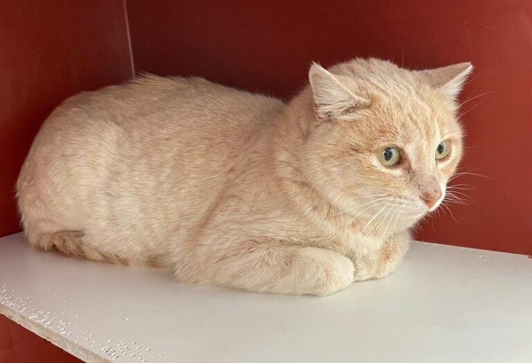 multimedia-foto77169-425-1