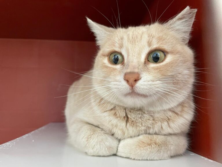 multimedia-foto77171-426-1