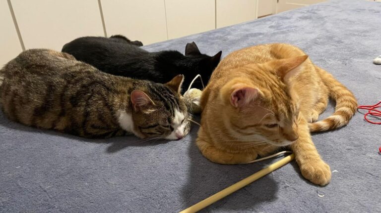 multimedia-foto77209-887-1