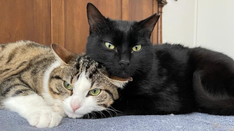 multimedia-foto77211-995-1