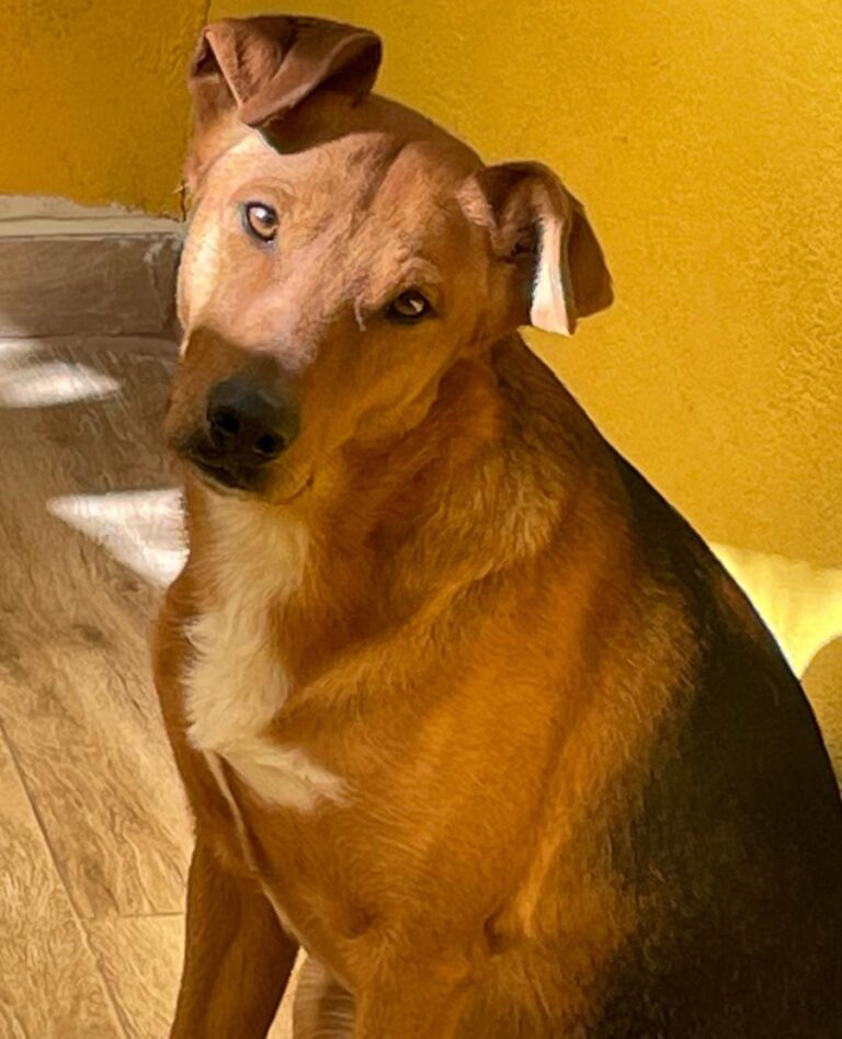 multimedia-foto77216-2-1