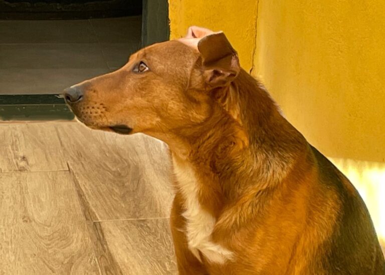 multimedia-foto77217-2-1