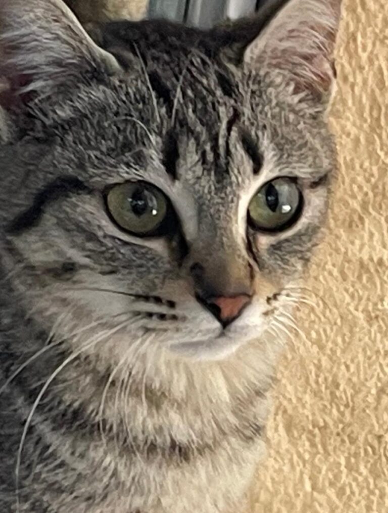 multimedia-foto77231-155-1