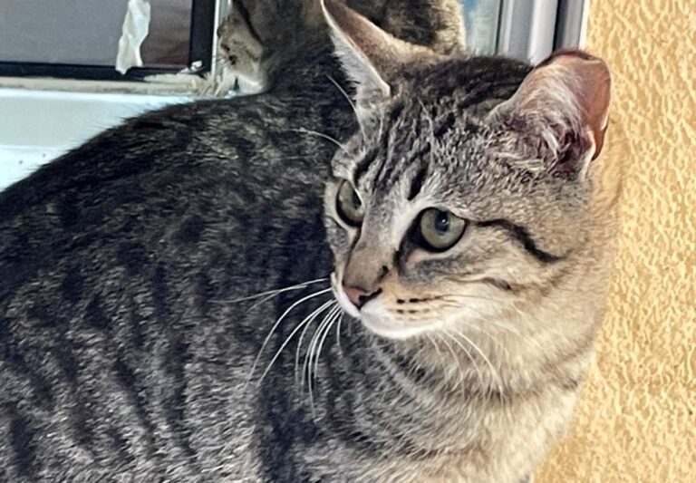 multimedia-foto77232-155-1