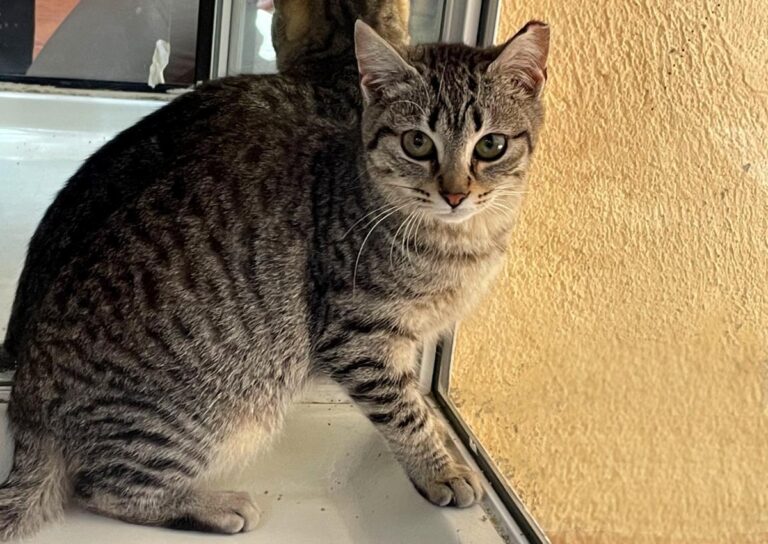 multimedia-foto77233-155-1