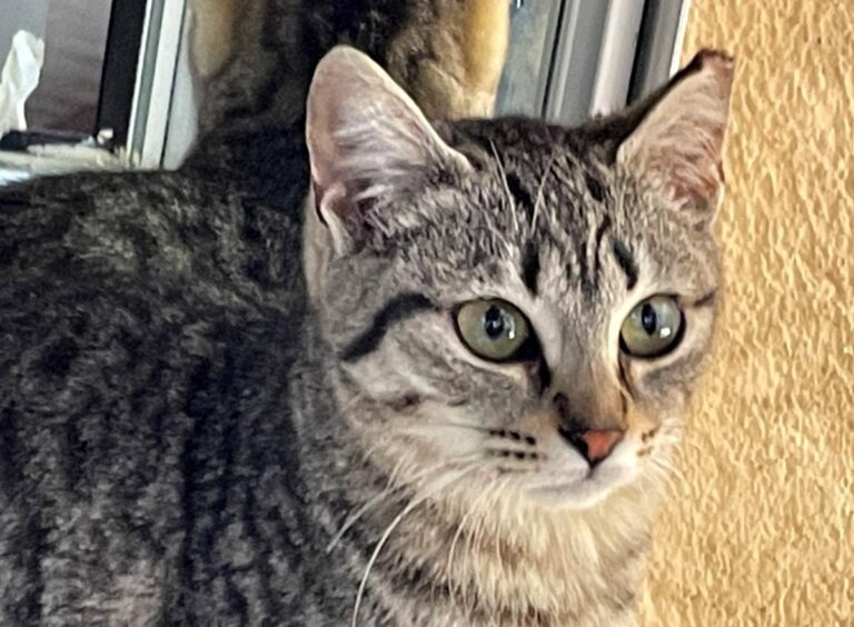 multimedia-foto77235-156-1