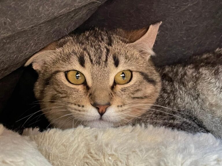 multimedia-foto77236-207-1