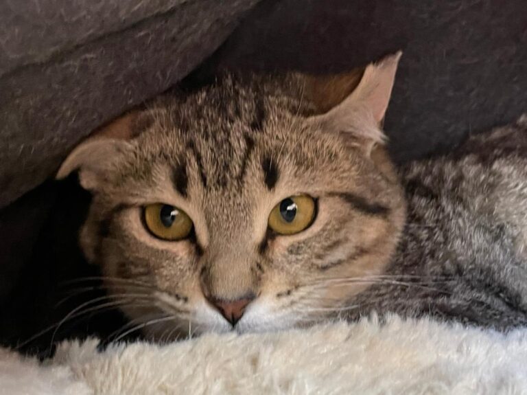 multimedia-foto77237-207-1