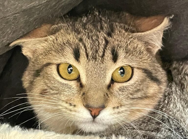 multimedia-foto77238-207-1