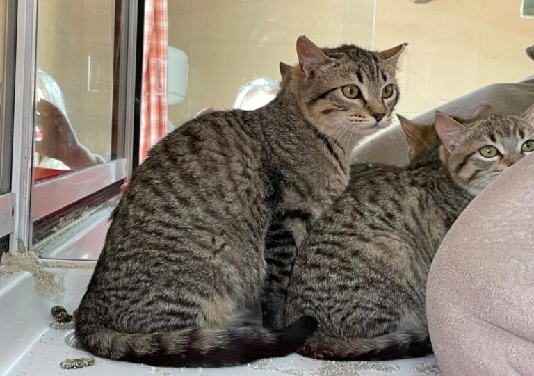 multimedia-foto77240-207-1