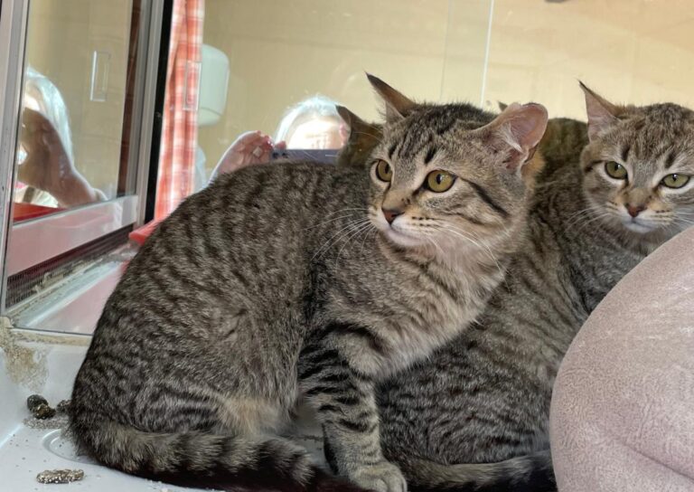 multimedia-foto77241-208-1