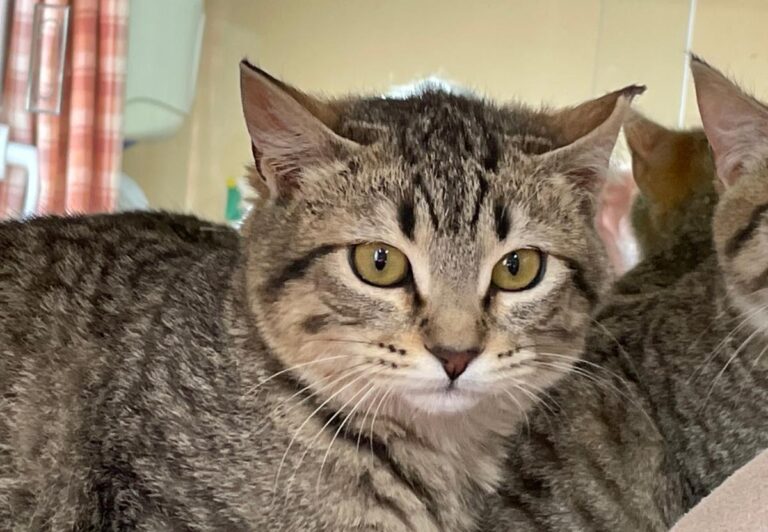 multimedia-foto77242-208-1