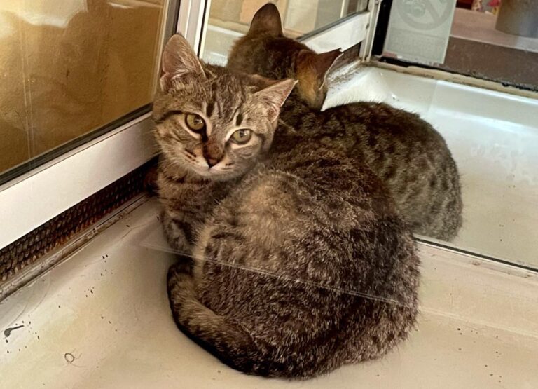 multimedia-foto77248-374-1