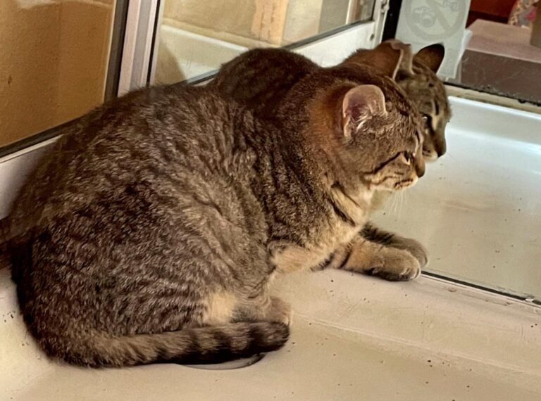 multimedia-foto77249-374-1