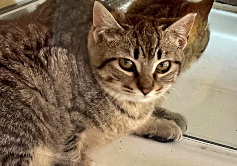 multimedia-foto77250-375-1