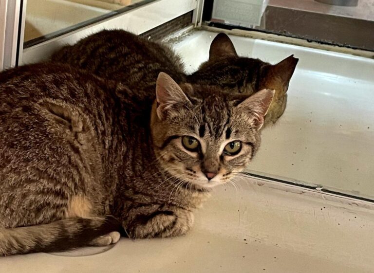 multimedia-foto77251-375-1