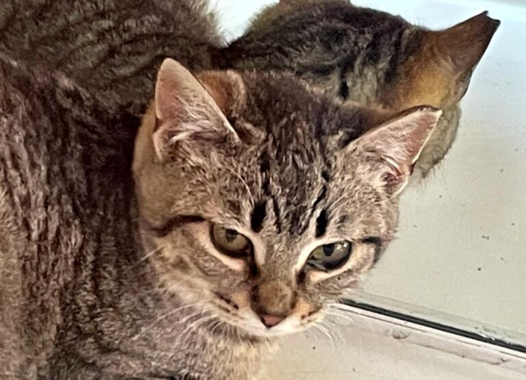 multimedia-foto77253-375-1