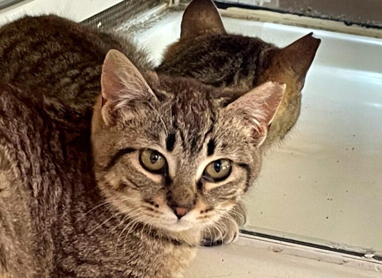 multimedia-foto77254-375-1