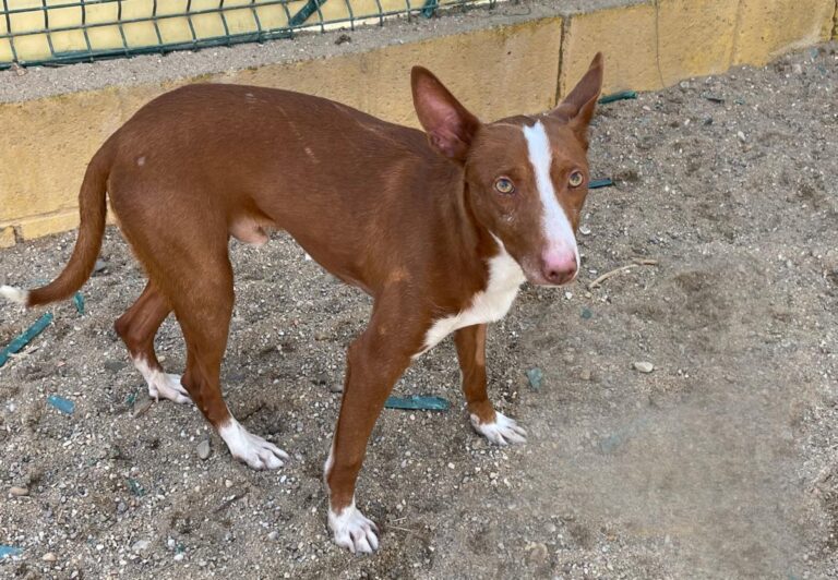 multimedia-foto77265-955-1