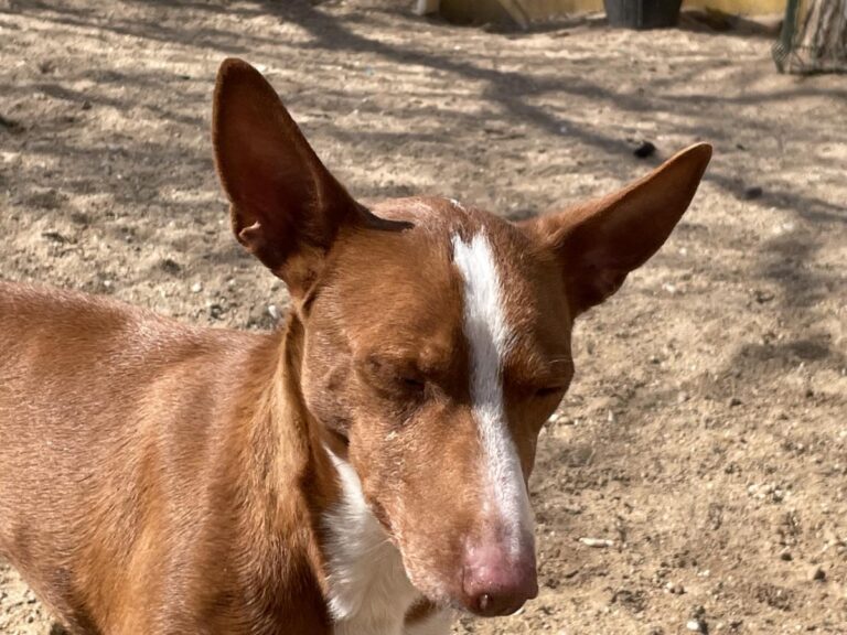 multimedia-foto77267-955-1