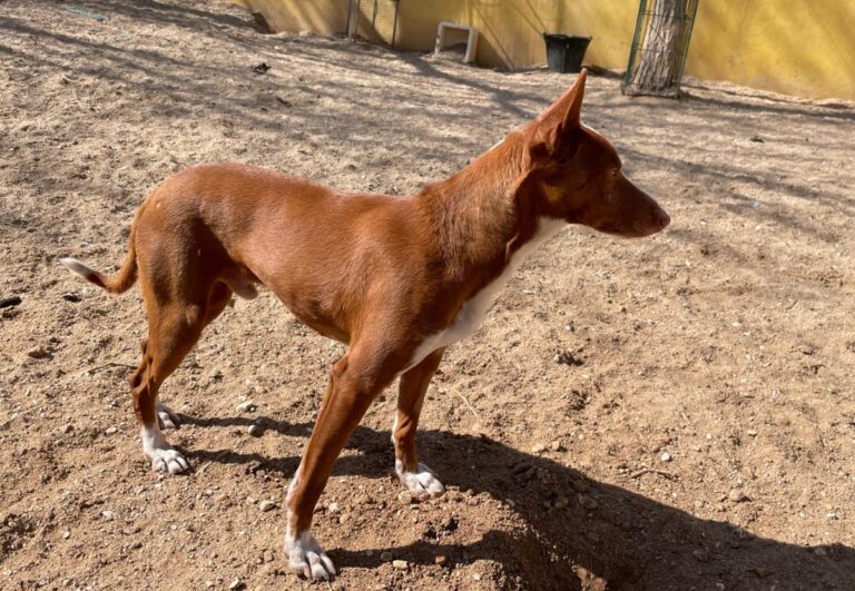 multimedia-foto77268-956-1