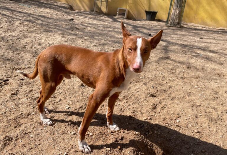 multimedia-foto77269-956-1