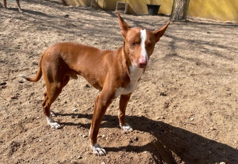 multimedia-foto77270-956-1